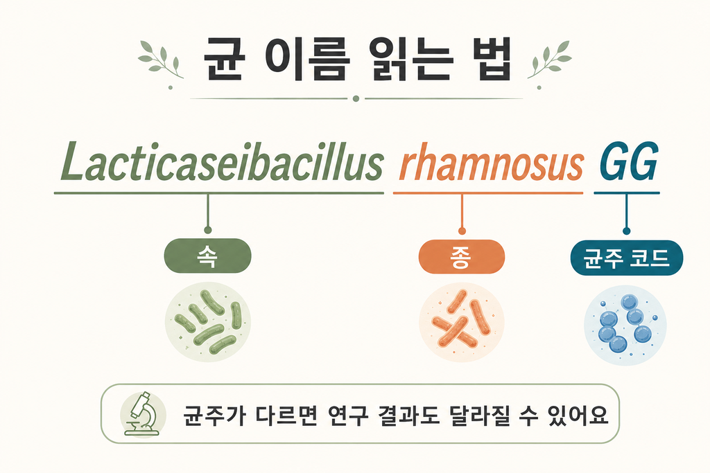 2026년 임신·수유 중 유산균 고르는 법|보장균수·균주·제형 차이 설명 이미지 3